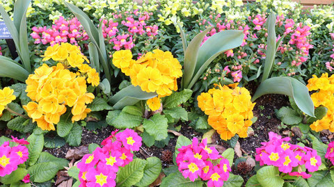 黄ピンク花の写真フリー素材　Yellow Pink Flower Photo Free Material