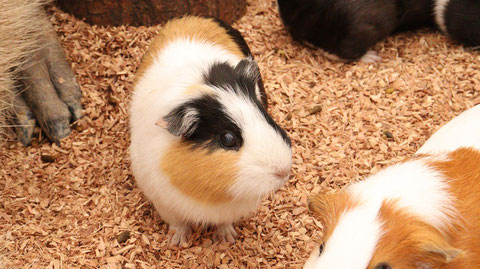 モルモット動物のフリー素材　Free material for guinea pigs