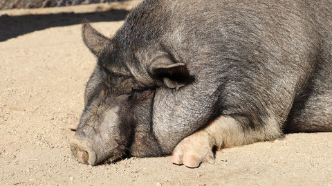ブタのフリー素材 Pig free material