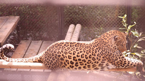 ヒョウ、豹、猫科、動物園、動物の写真フリー素材　Leopard,  feline, zoo, animal photo free material