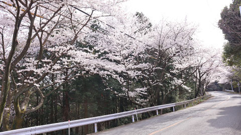 道路沿いの桜の写真フリー素材 Photos of cherry blossoms along the road Free material