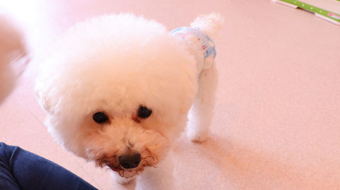 小型犬、トイプードル、犬、室内犬、動物の写真フリー素材 Small dogs, toy poodles, dogs, indoor dogs, animals photos free material