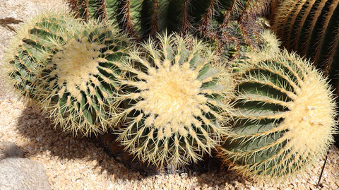 トゲトゲサボテンの写真フリー素材　Cactus Photo Free Material