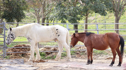 牧場、家畜、馬、ポニー、動物の写真フリー素材　Pictures of ranch, livestock, horse, pony, animal free material