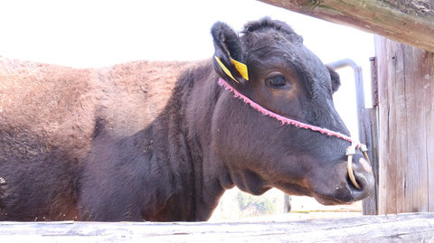 牧場、家畜、牛、乳牛、動物の写真フリー素材　Ranch, livestock, cow, dairy cow, animal photo free material