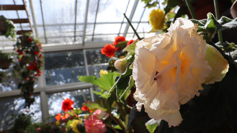 花の写真フリー素材 Flower Photo Free Material