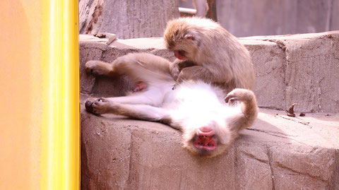 猿、日本猿、ニホンザル、哺乳類、動物園、動物の写真フリー素材　Pictures of monkeys, Japanese monkeys, mammals, zoos, animals Free material