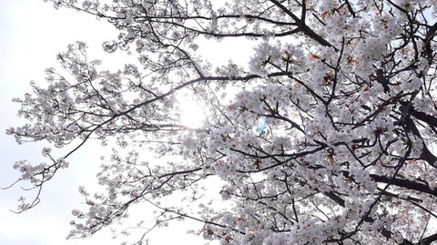 桜の隙間から太陽の写真フリー素材　Photograph-free material of the sun through the gaps of cherry blossoms