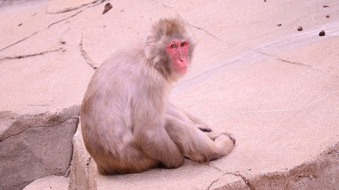 猿、日本猿、ニホンザル、哺乳類、動物園、動物の写真フリー素材　Pictures of monkeys, Japanese monkeys, mammals, zoos, animals Free material