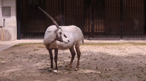 オリックス、アラビアオリックス、哺乳類、動物園、動物の写真フリー素材　Arabian Oryx, Mammals, Zoos, Animals Photos Free Material