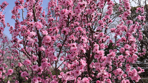 ピンクの花の写真フリー素材　Pink Flower Photo Free Material