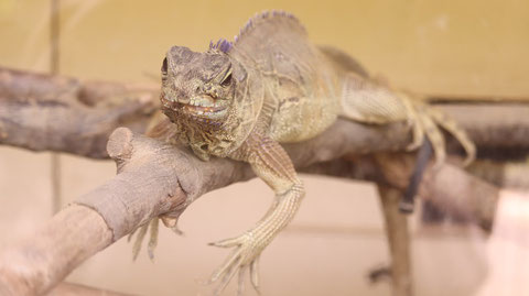 フィリピンホカケトカゲ、トカゲ、爬虫類、動物園、動物の写真フリー素材　Philippine sailfin lizard, lizard, reptile, zoo, animal photo free material