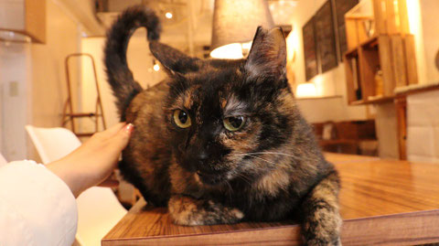 猫、ネコ、ねこ、雑種、ペット、動物の写真フリー素材　Cat, hybrid, pet, animal photo free material