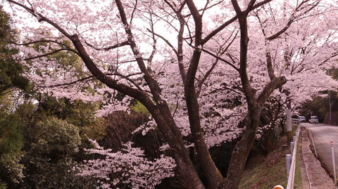 桜と車の写真フリー素材　Sakura and car photo free material