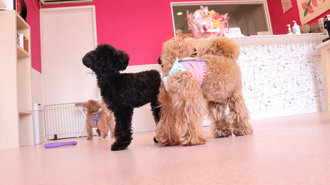 小型犬、トイプードル、犬、室内犬、動物の写真フリー素材　Small dogs, toy poodles, dogs, indoor dogs, animals photos free material