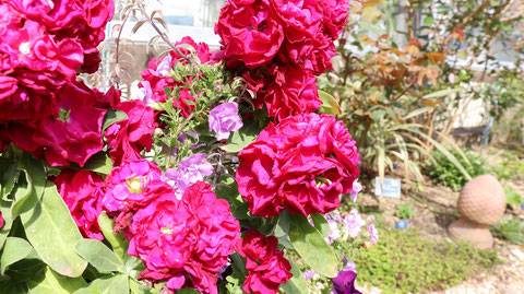 赤い色の花の写真フリー素材　Red flower photo free material