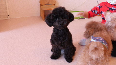 小型犬、トイプードル、犬、室内犬、動物の写真フリー素材　Small dogs, toy poodles, dogs, indoor dogs, animals photos free material