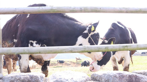 牧場、家畜、牛、乳牛、動物の写真フリー素材　Ranch, livestock, cow, dairy cow, animal photo free material