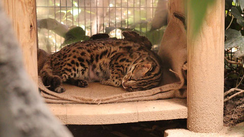 自然、ベンガルヤマネコ、猫、動物園、動物の写真フリー素材　Nature, Bengal Wildcat, Cat, Zoo, Animal Photos Free Material