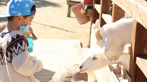 ヤギ動物のフリー素材　Goat Free material