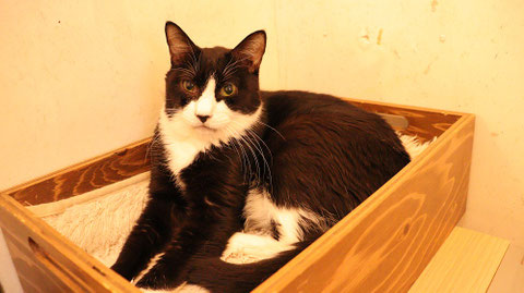 猫、ネコ、ねこ、雑種、ペット、動物の写真フリー素材 Cat, hybrid, pet, animal photo free material