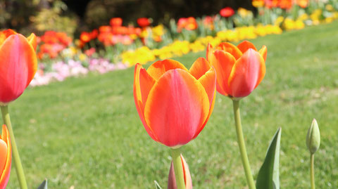 赤いチューリップの写真フリー素材　Red Tulip Photos Free Material