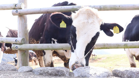 牧場、家畜、牛、乳牛、動物の写真フリー素材　Ranch, livestock, cow, dairy cow, animal photo free material
