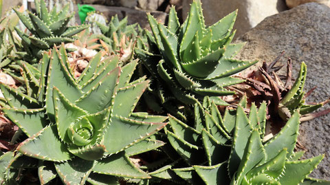 アロエの写真フリー素材　Aloe Photos Free Material