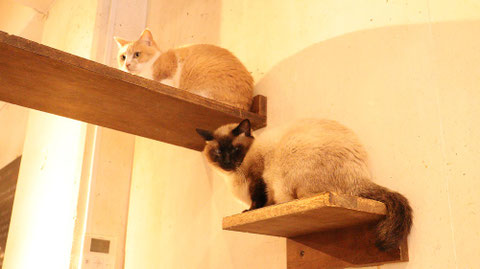 猫、ネコ、ねこ、雑種、ペット、動物の写真フリー素材 Cat, hybrid, pet, animal photo free material