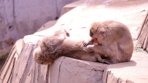 猿、日本猿、ニホンザル、哺乳類、動物園、動物の写真フリー素材　Pictures of monkeys, Japanese monkeys, mammals, zoos, animals Free material