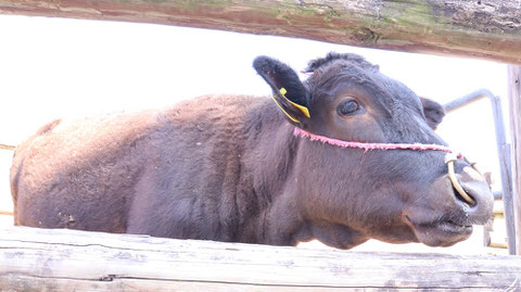 牧場、家畜、牛、乳牛、動物の写真フリー素材　Ranch, livestock, cow, dairy cow, animal photo free material