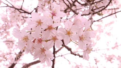 満開の桜の写真フリー素材　Photos of cherry blossoms in full bloom Free material