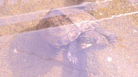 亀、クサガメ、爬虫類、動物園、動物の写真フリー素材　Turtles, Reeve's Turtles, Reptiles, Zoos, Animals Photos Free Material