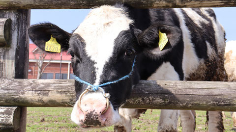 牧場、家畜、牛、乳牛、動物の写真フリー素材 Ranch, livestock, cow, dairy cow, animal photo free material