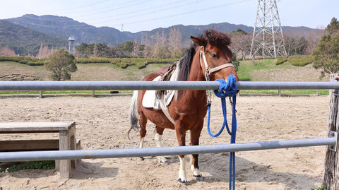 牧場、家畜、馬、ポニー、動物の写真フリー素材　Pictures of ranch, livestock, horse, pony, animal free material