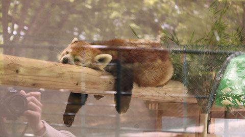 シセンレッサーパンダ、レッサーパンダ、哺乳類、動物園、動物の写真フリー素材　Sisen Red Panda, Red Panda, Mammals, Zoos, Animals Photos Free Material