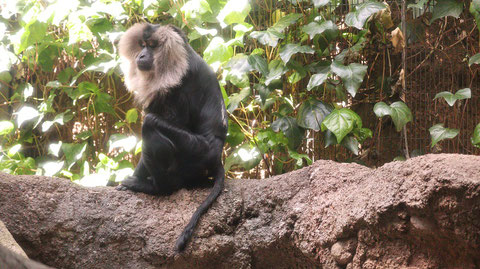 自然、猿、動物園、シシオザル、動物の写真フリー素材　Nature, monkey, zoo, lion-tailed macaque, animal photo free material