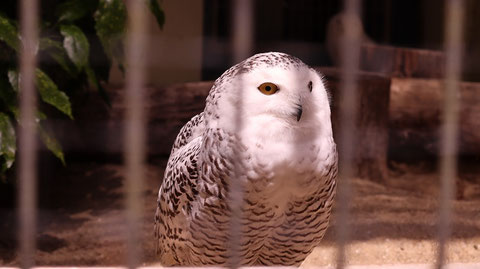 ふくろう、シロフクロウ、鳥、動物園、動物の写真フリー素材　Owls, Snowy Owls, Birds, Zoos, Animals Photos Free Material