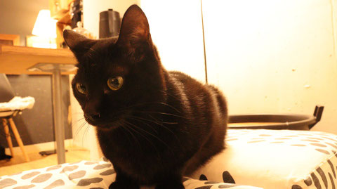 猫、ネコ、ねこ、雑種、ペット、動物の写真フリー素材 Cat, hybrid, pet, animal photo free material