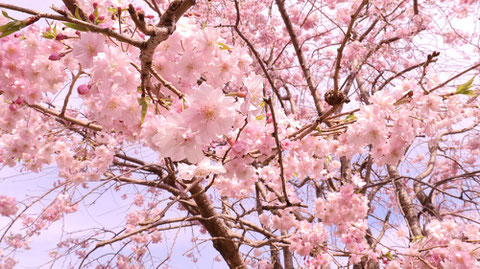 空と桜の写真フリー素材　Sky and cherry blossoms photo free material