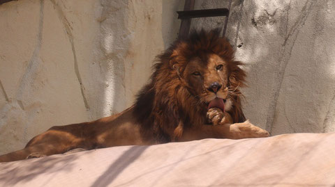 ライオン、猫科、動物園、動物の写真フリー素材　Lion, feline, zoo, animal photo free material