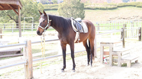 牧場、家畜、馬、ポニー、動物の写真フリー素材　Pictures of ranch, livestock, horse, pony, animal free material