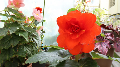 真っ赤な花の写真フリー素材　Bright red flowers photo free material
