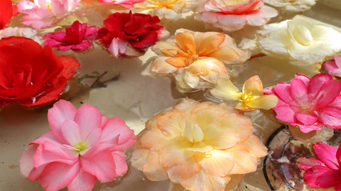 池に浮く花のフリー素材　Free material of flowers floating in the pond