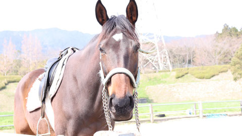 牧場、家畜、馬、ポニー、動物の写真フリー素材 Pictures of ranch, livestock, horse, pony, animal free material
