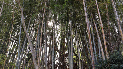 竹林の画像フリー素材　Bamboo grove photo free material