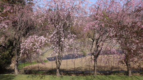 五分咲き桜の画像フリー素材　Image free material of five-minute blooming cherry blossoms