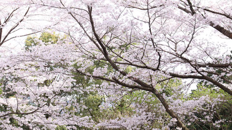 山に咲く桜の写真フリー素材　Photo free material of cherry blossoms blooming in the mountains