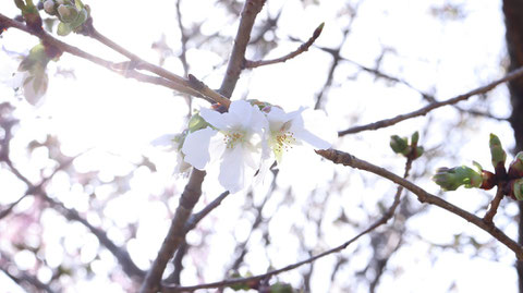 桜と陽の光の写真フリー素材　Sakura and sunlight photo free material