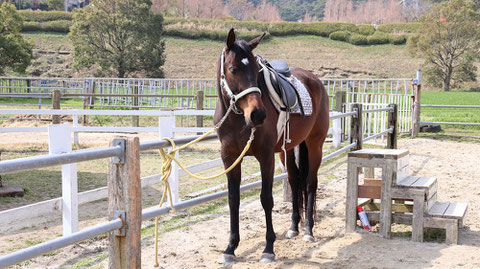 牧場、家畜、馬、ポニー、動物の写真フリー素材　Pictures of ranch, livestock, horse, pony, animal free material